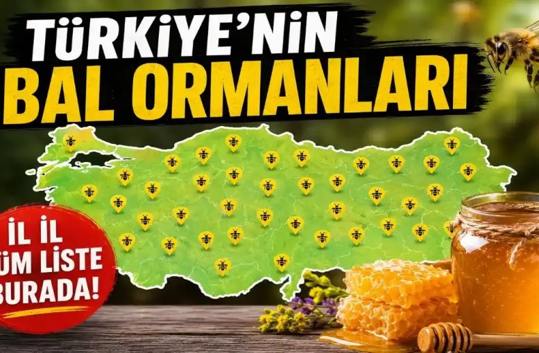Bal Ormanı Nedir, Nerelerde Var? Türkiye’nin Bölge Bölge Bal Ormanı Listesi