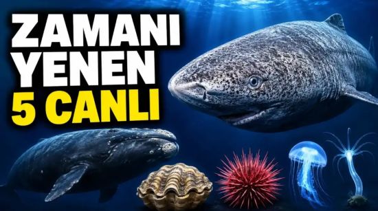 En Uzun Yaşayan 5 Hayvan: Doğada Zamanı Yenen Canlıların Arkasındaki Genetik ve Hücresel Sır Ne?