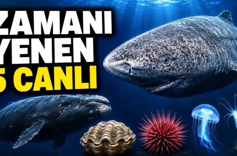En Uzun Yaşayan 5 Hayvan: Doğada Zamanı Yenen Canlıların Arkasındaki Genetik ve Hücresel Sır Ne?