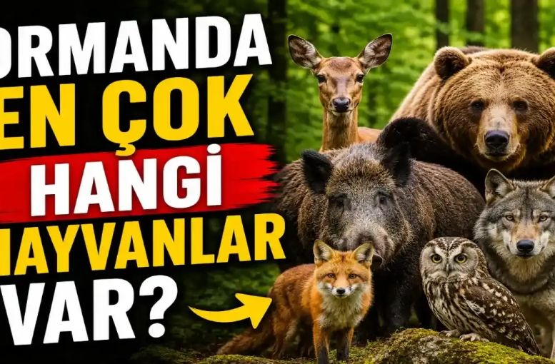 Ormanda En Çok Hangi Hayvanlar Var? Türkiye Ormanlarının Gizli Yaşamı