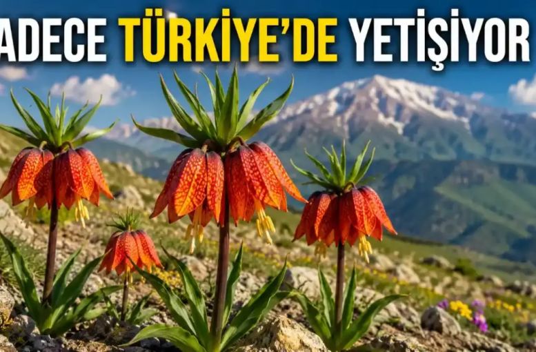 Sadece Anadolu’da Yetişen Nadir Türler Dünya Botanik Mirası İçin Neden Önemli?