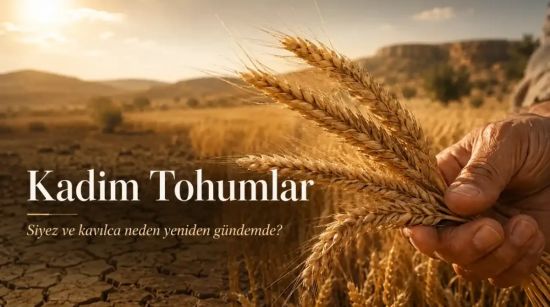 Siyez, Kavılca ve Karakılçık: Yerel Buğdaylar Neden Geleceğin Tarımı İçin Önemli?