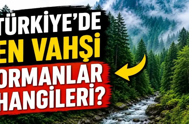 Türkiye’de En Vahşi Ormanlar Hangileri? İnsan Eli Değmemiş Gibi Hissedilen Doğa Alanları