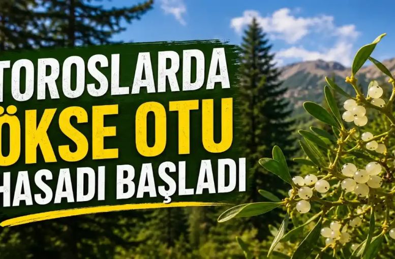 Yüzyıllardır Biliniyor, Bilim Yeniden İnceliyor: Ökse Otu Neden Bu Kadar Değerli?