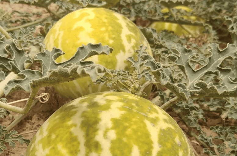 Acı Kavun (Citrullus colocynthis) Nedir? – Faydaları ve Zararları
