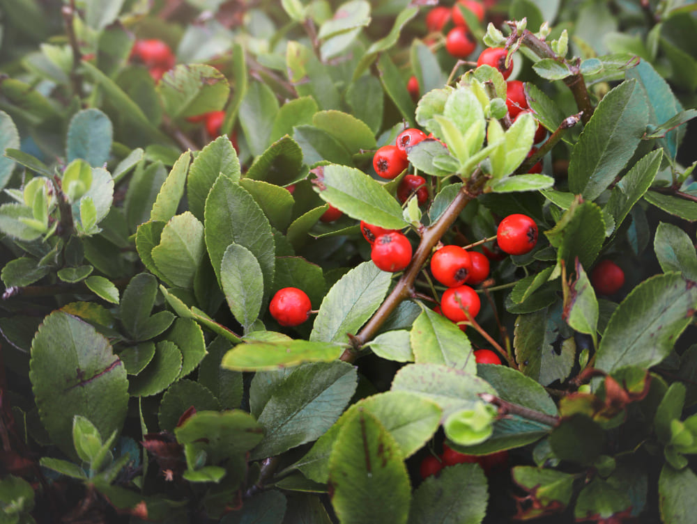 Alıç (Crataegus spp.) Hakkında Bilmeniz Gereken Her Şey