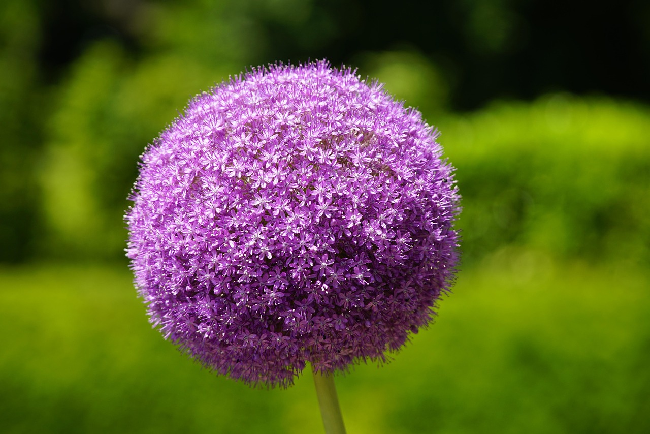 Allium spp.: Tıbbi ve Dekoratif Önemi ile Yabani Sarımsak