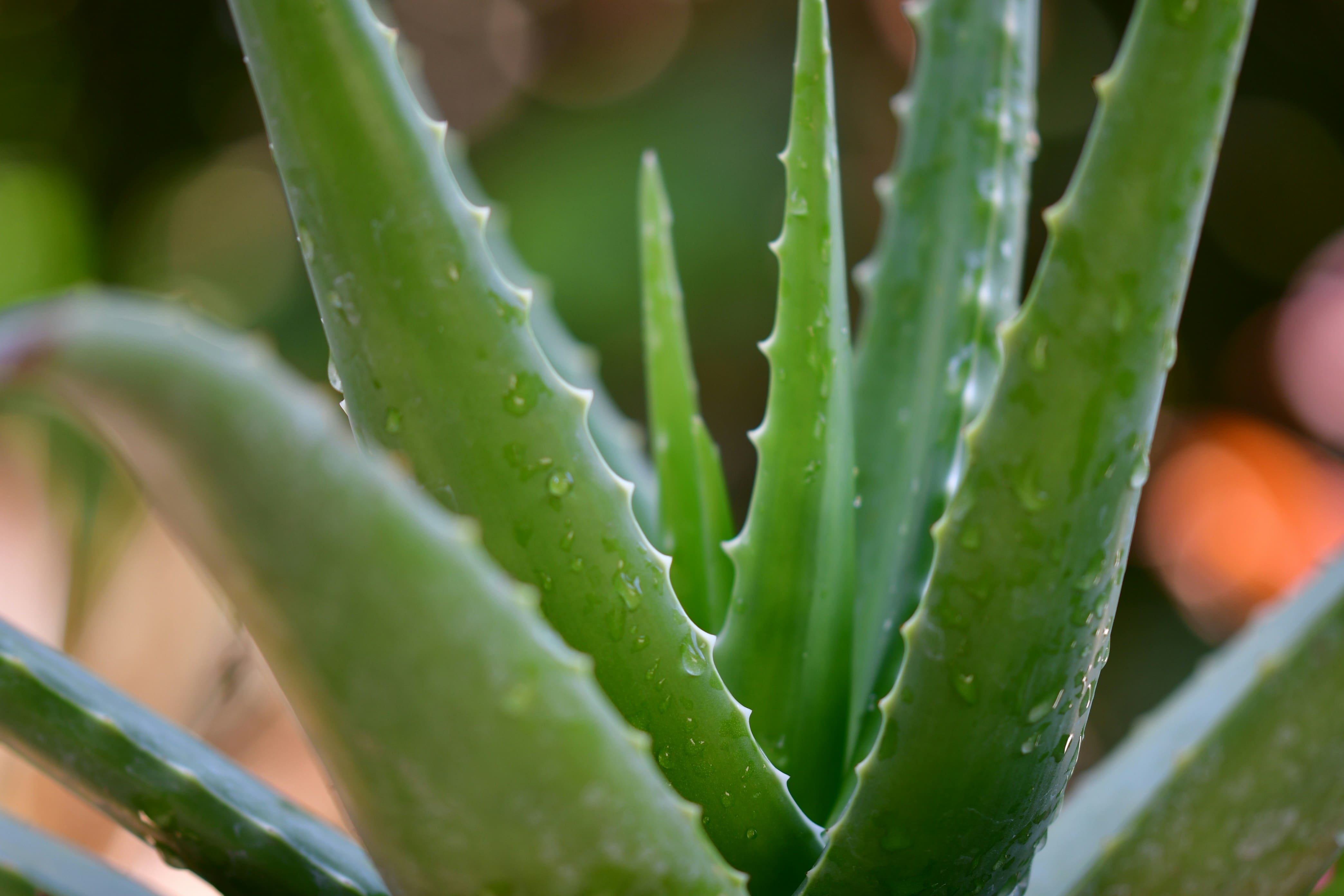 Aloe Vera (Aloe barbadensis miller) – Faydaları ve Kullanımı