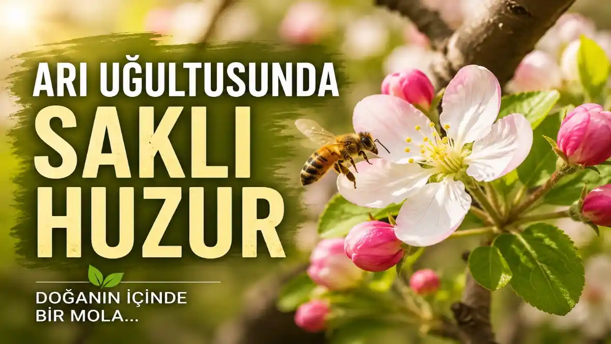 ARI UĞULTUSUNDA SAKLI HUZUR