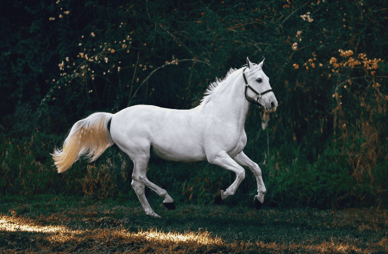 At (Equus ferus caballus) Hakkında Bilmeniz Gerekenler