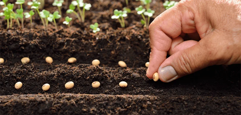 Bakan Yumaklı: Sertifikalı Tohum Üretimi ve İhracatında Yükseliş Sürüyor