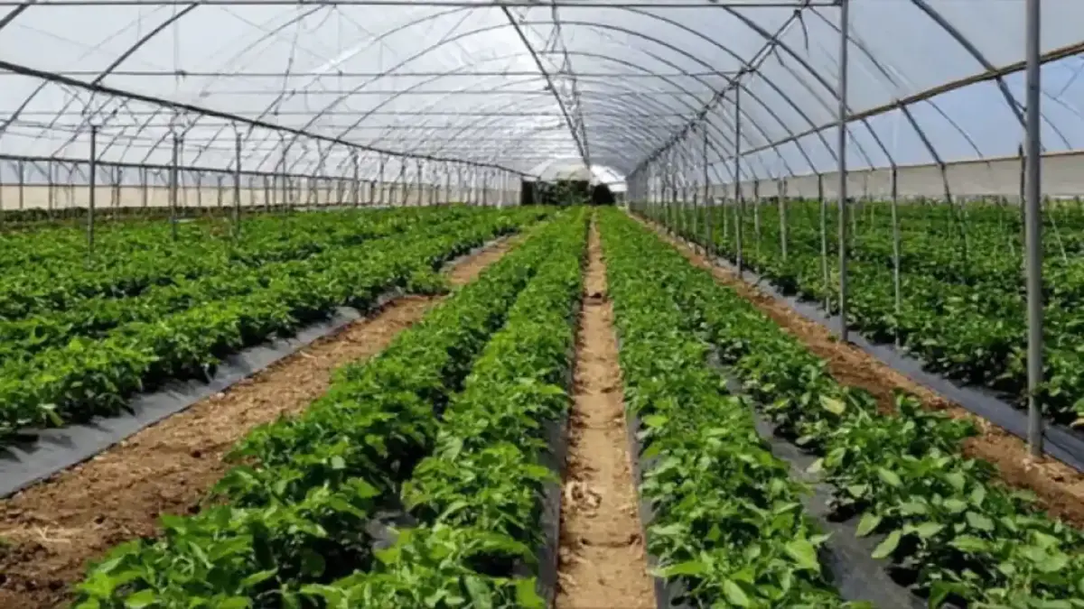 Bakan Yumaklı: Zonguldak Çaycuma Sera OTB Üretime Başladı