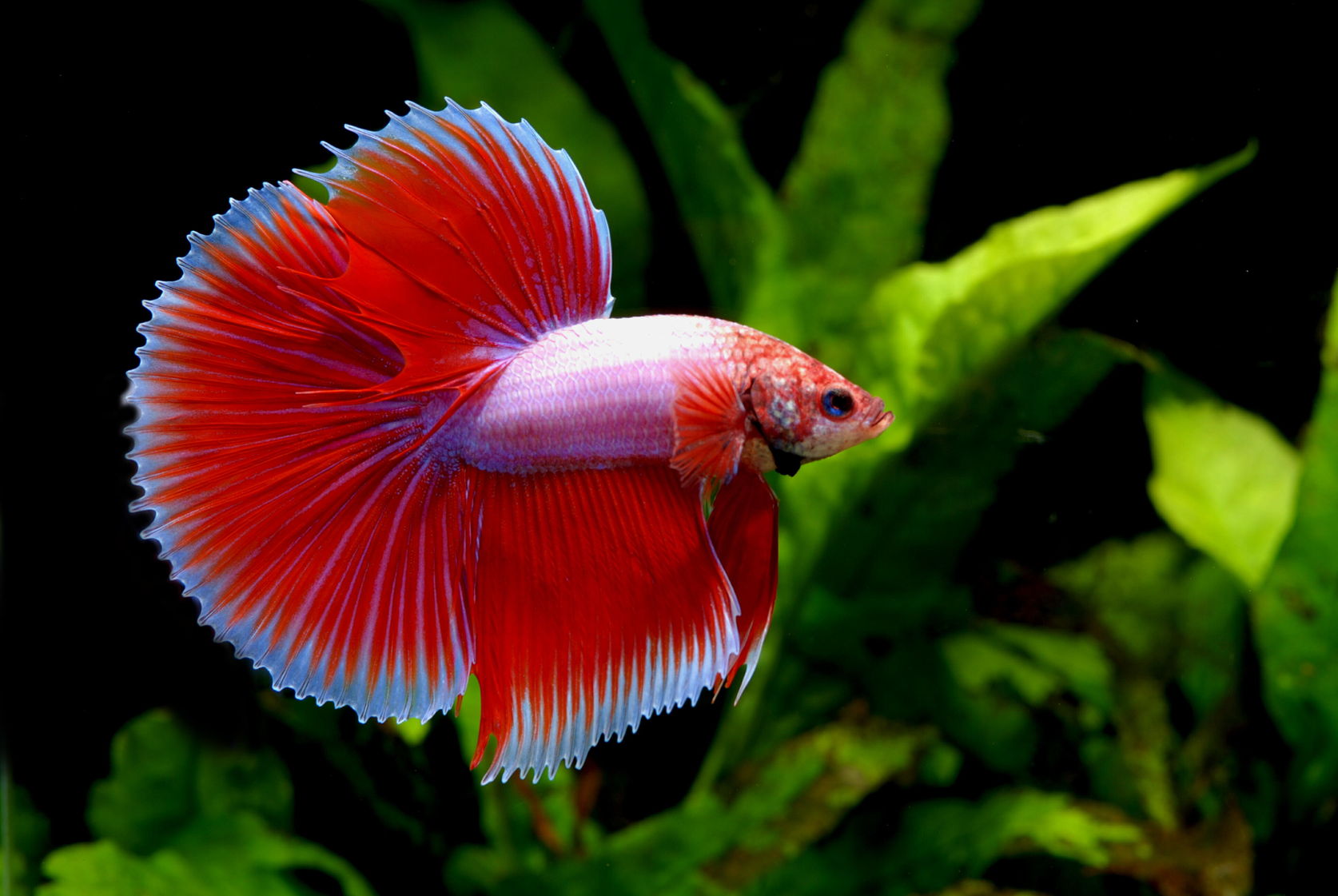 Betta Balığı: Renklerin Dansı ve Zarafetin Simgesi