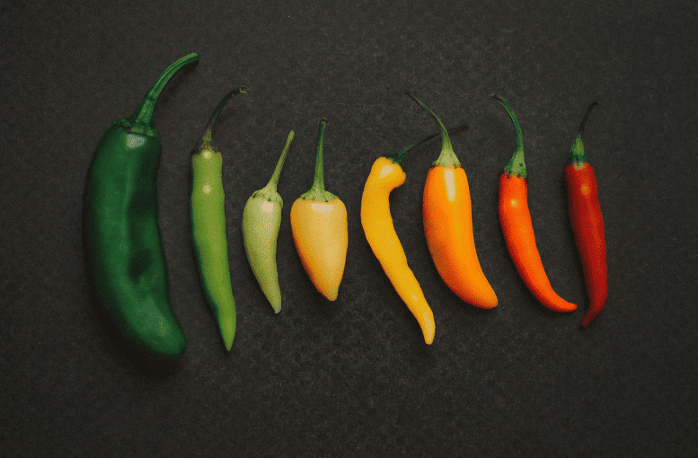 “Biber Yetiştiriciliği Rehberi: Tohumdan Hasada Kadar Verimli Üretim Yöntemleri”