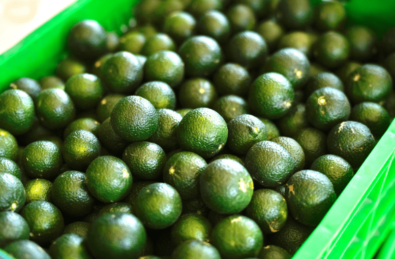 Bodrum Mandalinası 2025’te 40 Bin Kg Hasat Hedefiyle Canlanıyor