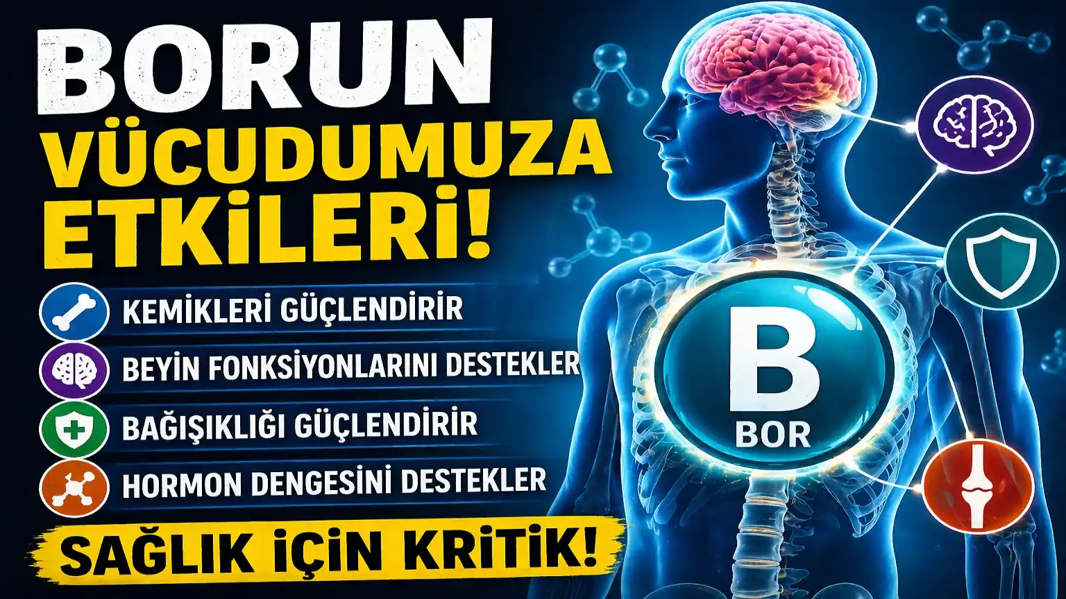 Borun İnsan Fizyolojisi Üzerindeki Temel Etkileri