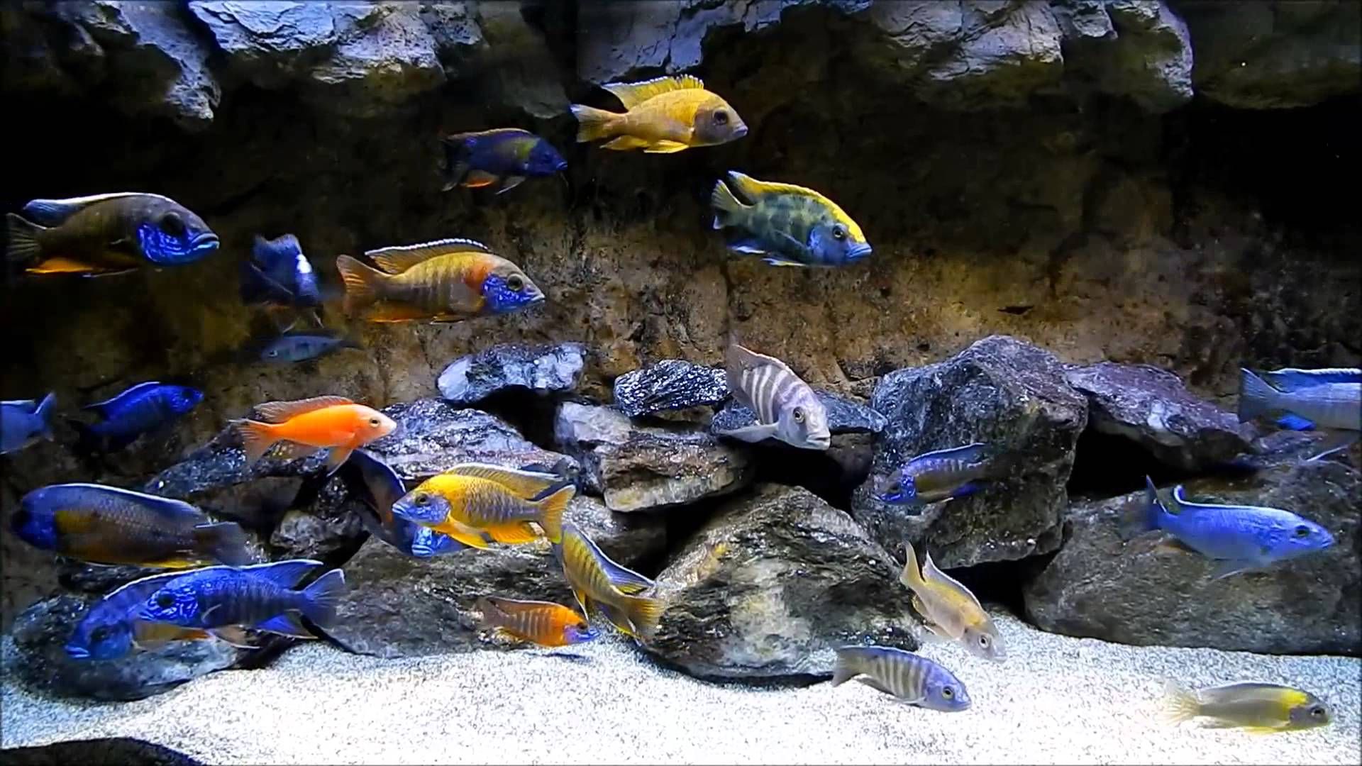 Cichlid Balığı: Renkleri, Türleri ve Davranışlarıyla Akvaryumların Kralı