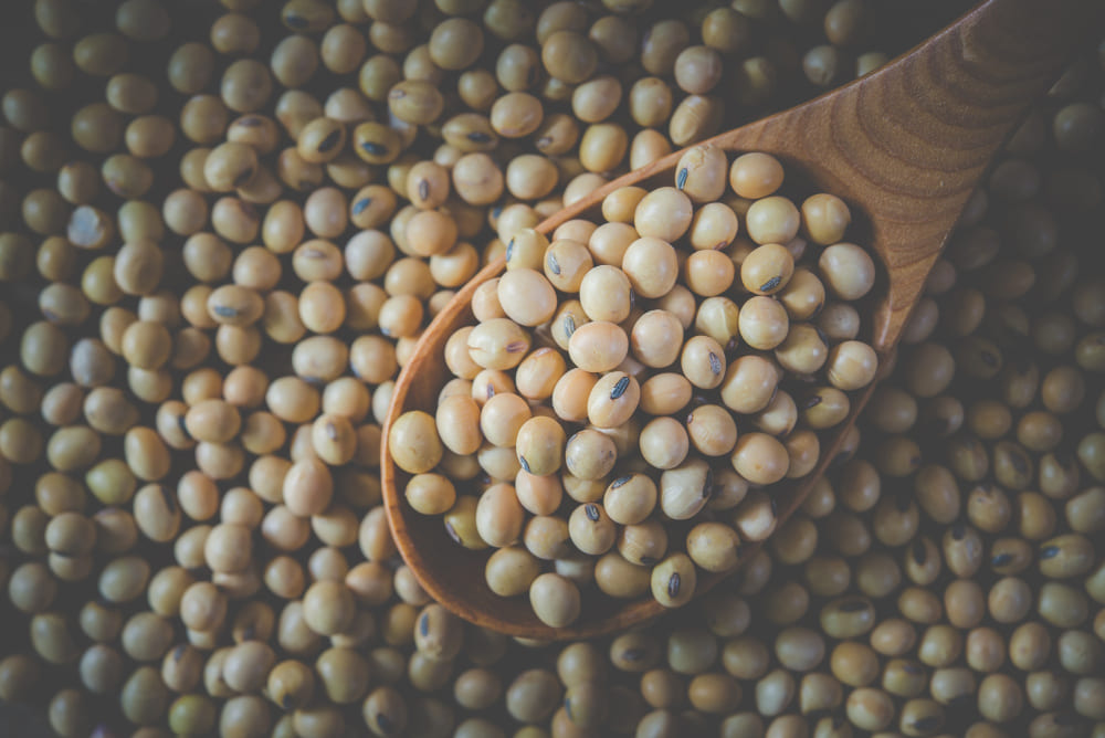 Çiftçilere Müjde: İkinci Ürün Soya Üretimine İlave Destek Ödemesi Geliyor