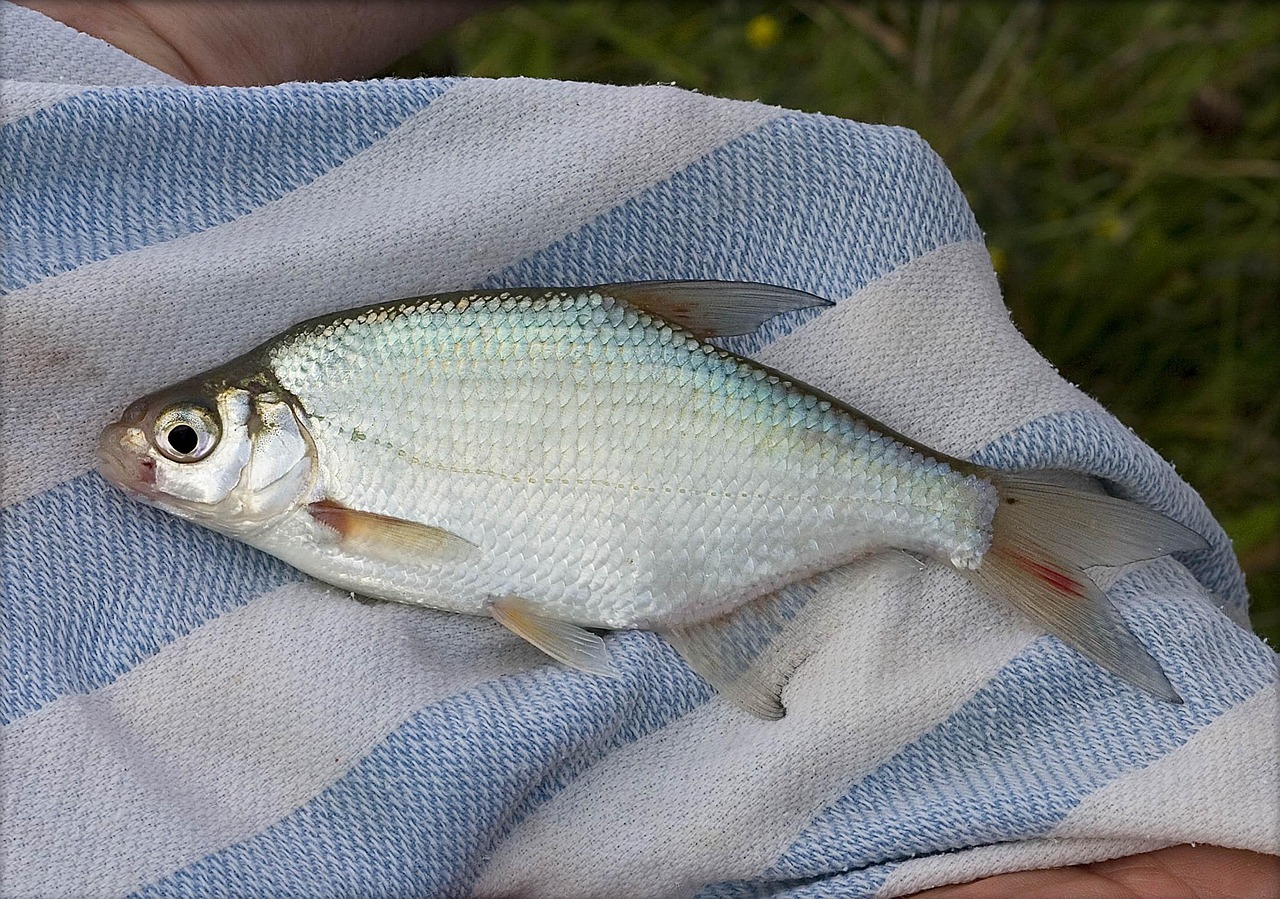 Çipura – Sparus aurata: Akdeniz’in Lezzetli Balığı