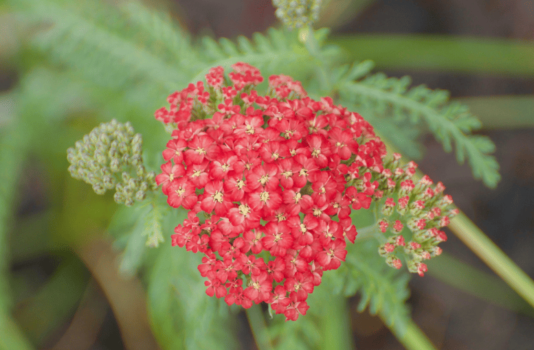 Civan Perçemi (Achillea millefolium) Nedir? – Faydaları ve Zararları