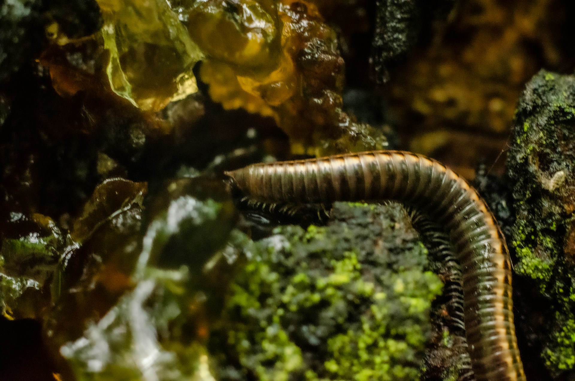 Çıyan – Scolopendra spp.: Gizli ve Zehirli Avcı