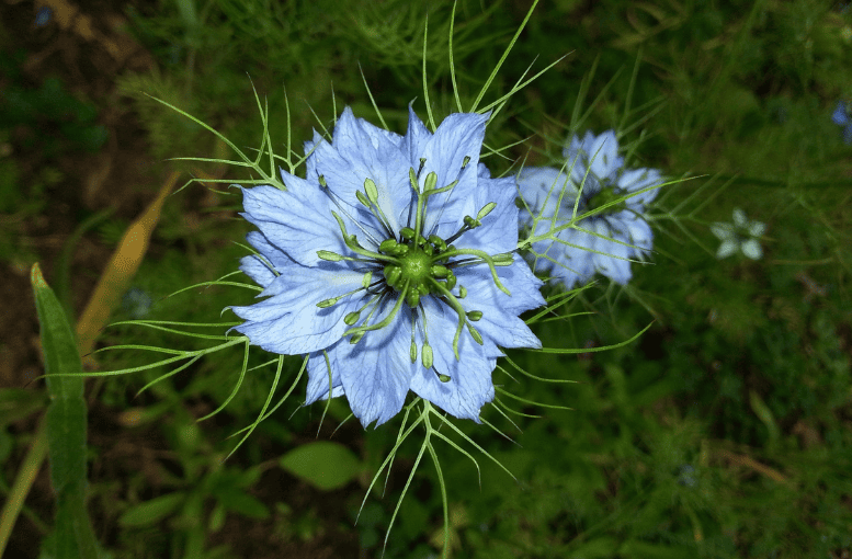 Çörek Otu ve Yağı (Nigella sativa) – Faydaları ve Kullanımı