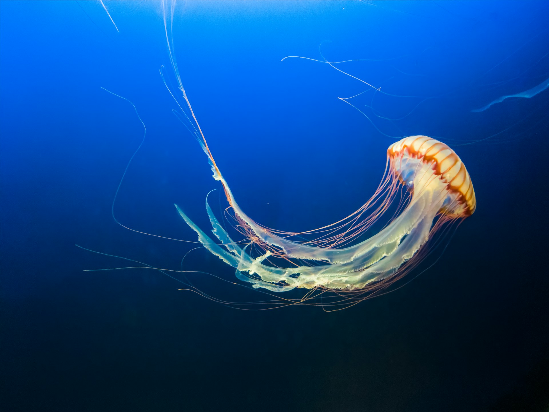 Denizanası – Scyphozoa spp.: Okyanusun Şeffaf Dansçısı