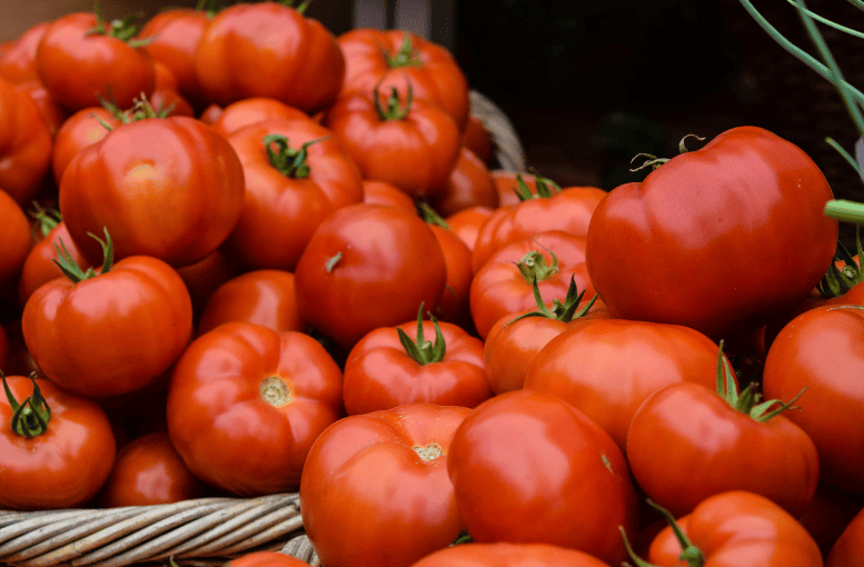 Domates Üretimi: Tohumdan Hasada Kadar Kapsamlı Rehber