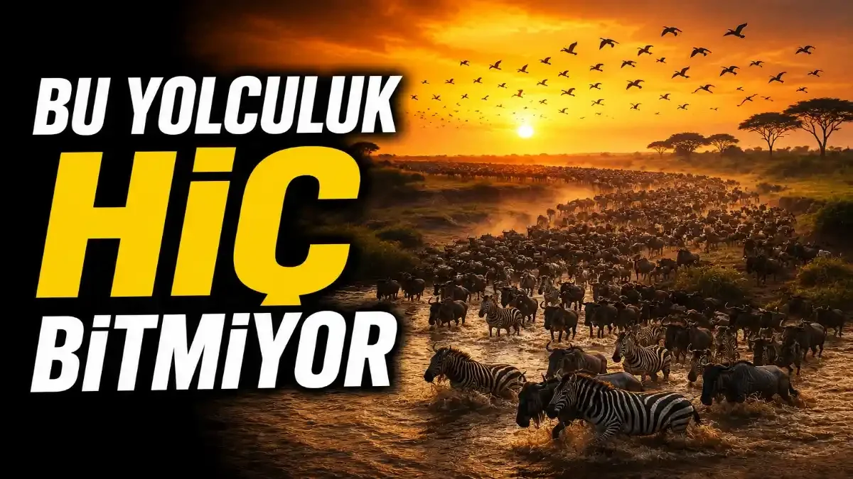 Dünyanın En Büyük Hayvan Göçleri ve Ekosistemlere Etkileri