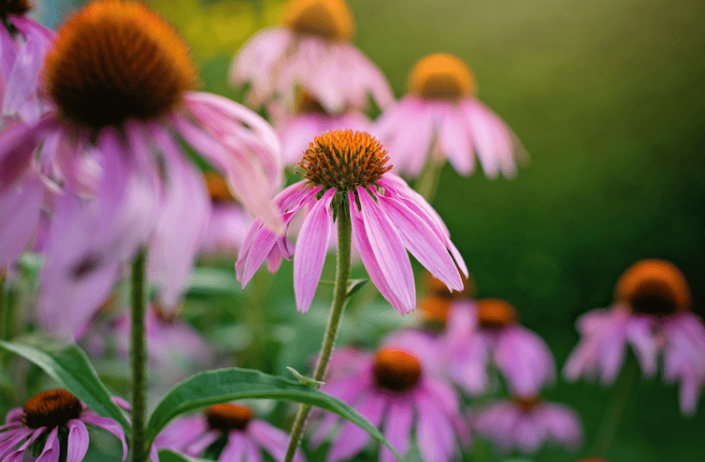 Ekinazya (Echinacea spp.) – Faydaları ve Kullanımı