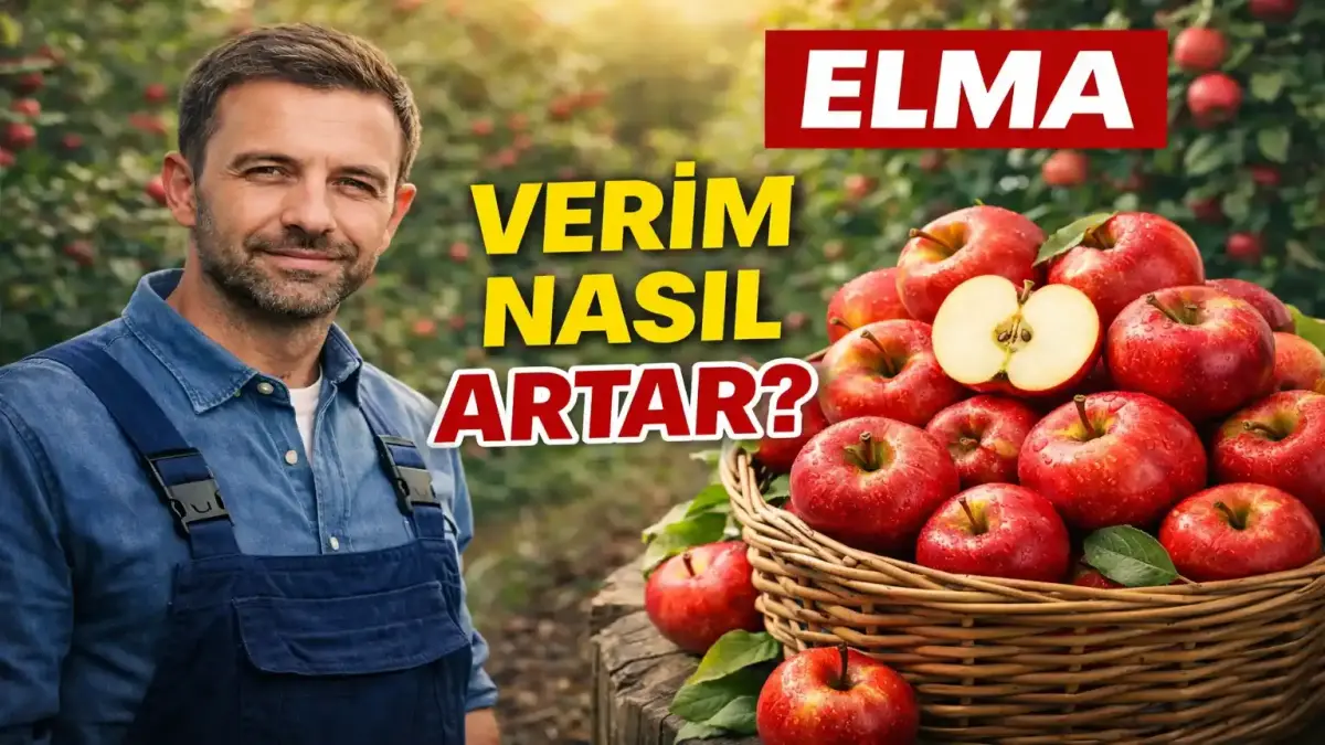 Elma Yetiştiriciliği: Verim, Hastalık Ve Doğru Üretim Teknikleri