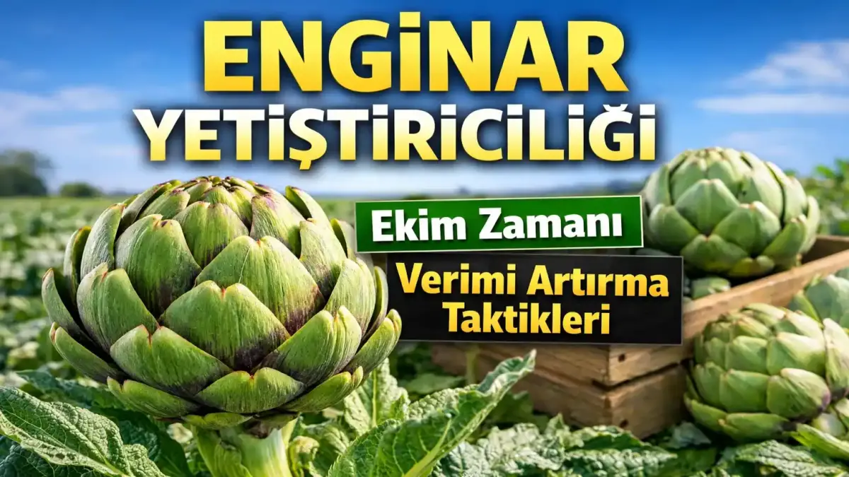 Enginar yetiştiriciliğinde kritik detaylar: ekim zamanı ve verim artırma yöntemleri