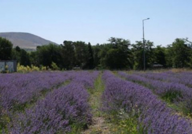 Erzincan’da Lavanta Üretimiyle Hem Estetik Hem Sürdürülebilir Dönüşüm