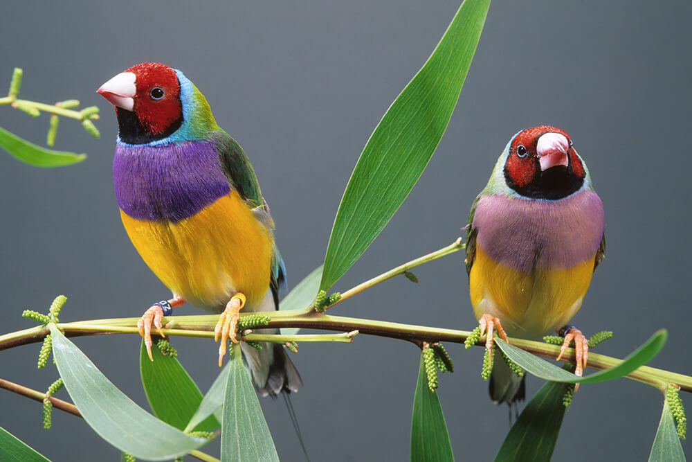 Evde Gouldian Finch Beslenme, Üreme ve Bakım İpuçları
