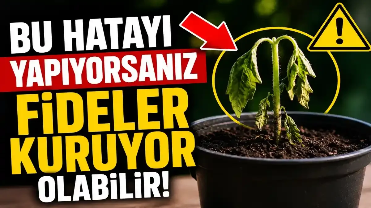 Fideleriniz Neden Kuruyor? Uzmanlardan Kritik Uyarılar