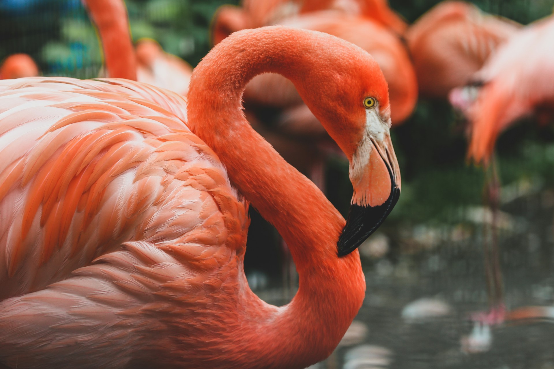 Flamenco Kuşu – Phoenicopterus roseus: Göl ve Lagünlerin Zarif Kuşu