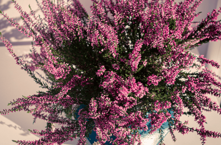 Funda (Calluna vulgaris) Nedir? – Faydaları ve Zararları