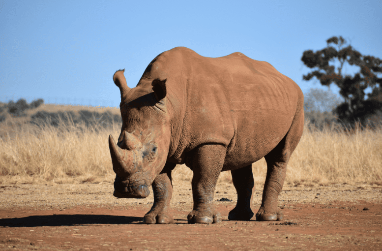 Gergedan: Fiziksel Yapısı, Beslenmesi ve Sosyal Yaşamı