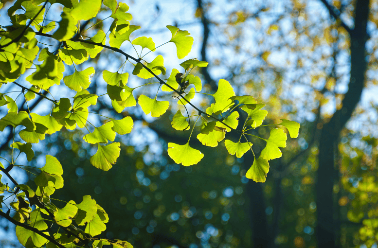 Ginkgo biloba Nasıl Kullanılır ve Nelere Dikkat Edilmeli?
