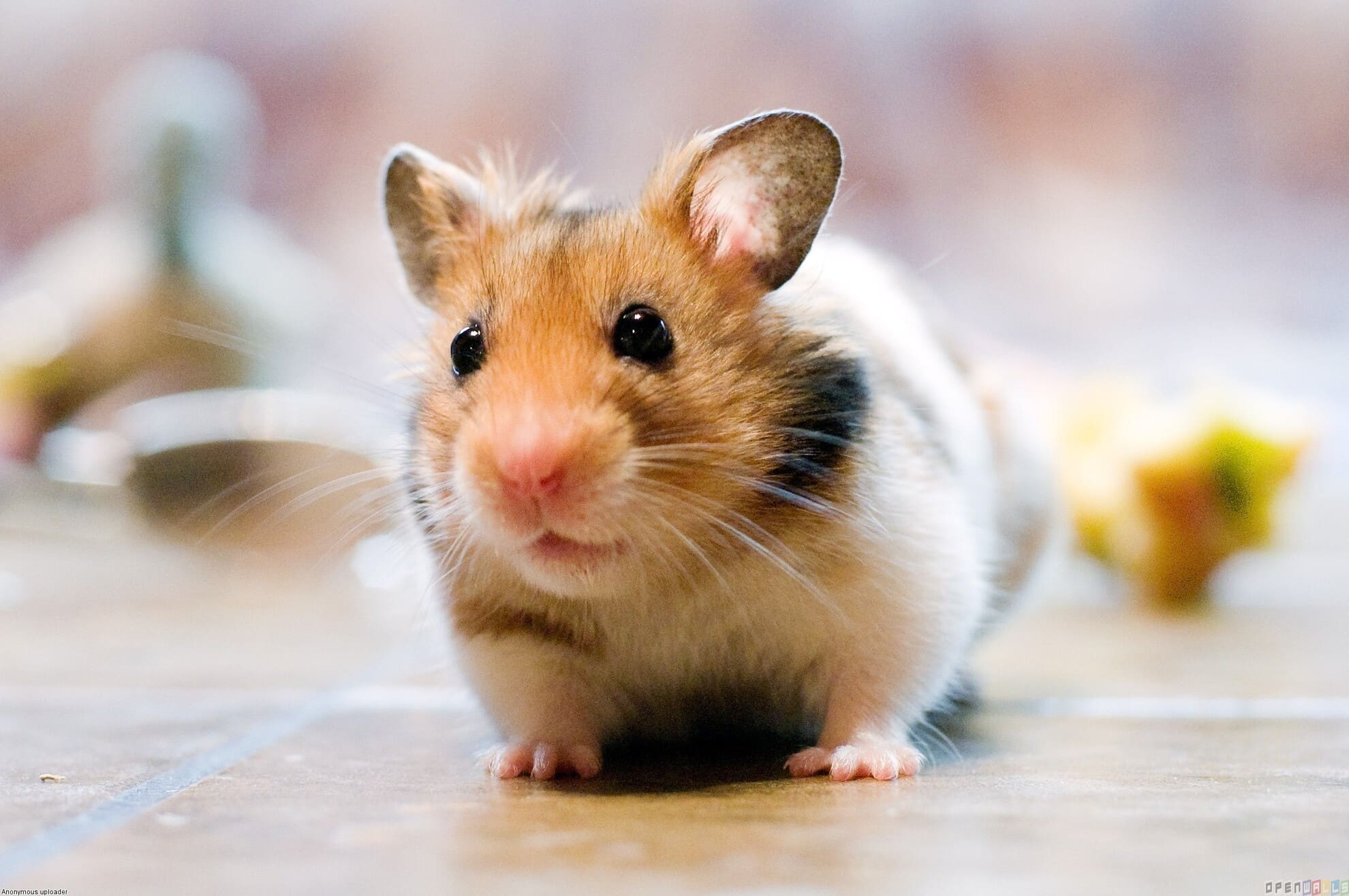 Hamster Nasıl Bakılır? Türleri, Beslenmesi ve Yaşam Süresi