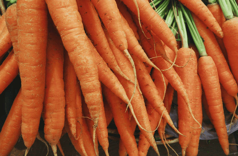 Havuç Otu (Daucus carota) – Faydaları, Kullanımı ve Zararları