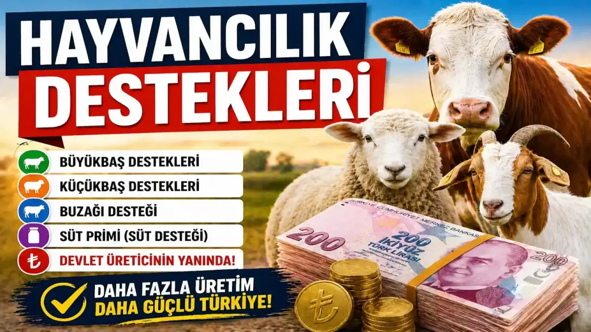 Hayvancılık Destekleri 2026: Buzağı, Süt ve Hayvan Başına Ödemeler