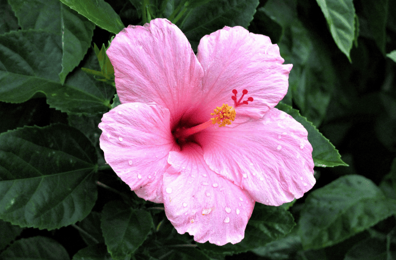 Hibiskus Çayı: Sağlık ve Bağışıklık İçin Faydaları