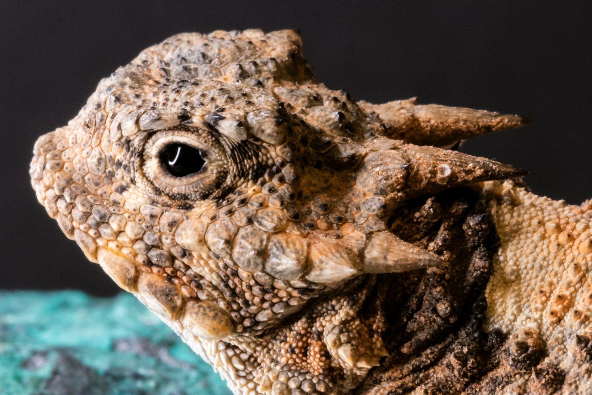 Boynuzlu Kertenkele (Horned Lizard) Nedir? Özellikleri, Türleri ve Ağırlığı
