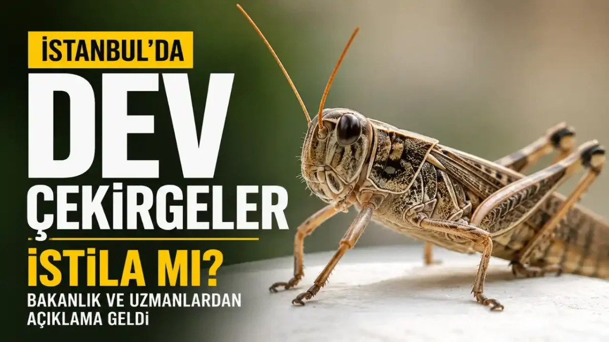 İstanbul’da Dev Çekirgeler Neden Çoğaldı? “İstila” İddiasına Bakanlık Ve Uzmanlardan Yanıt