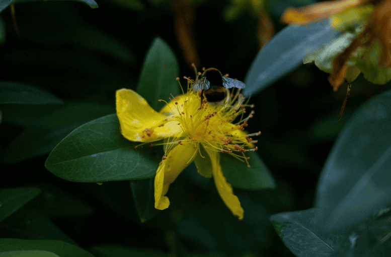 Kantaron (Hypericum perforatum) – Bitkisel Şifa ve Kullanım Önerileri
