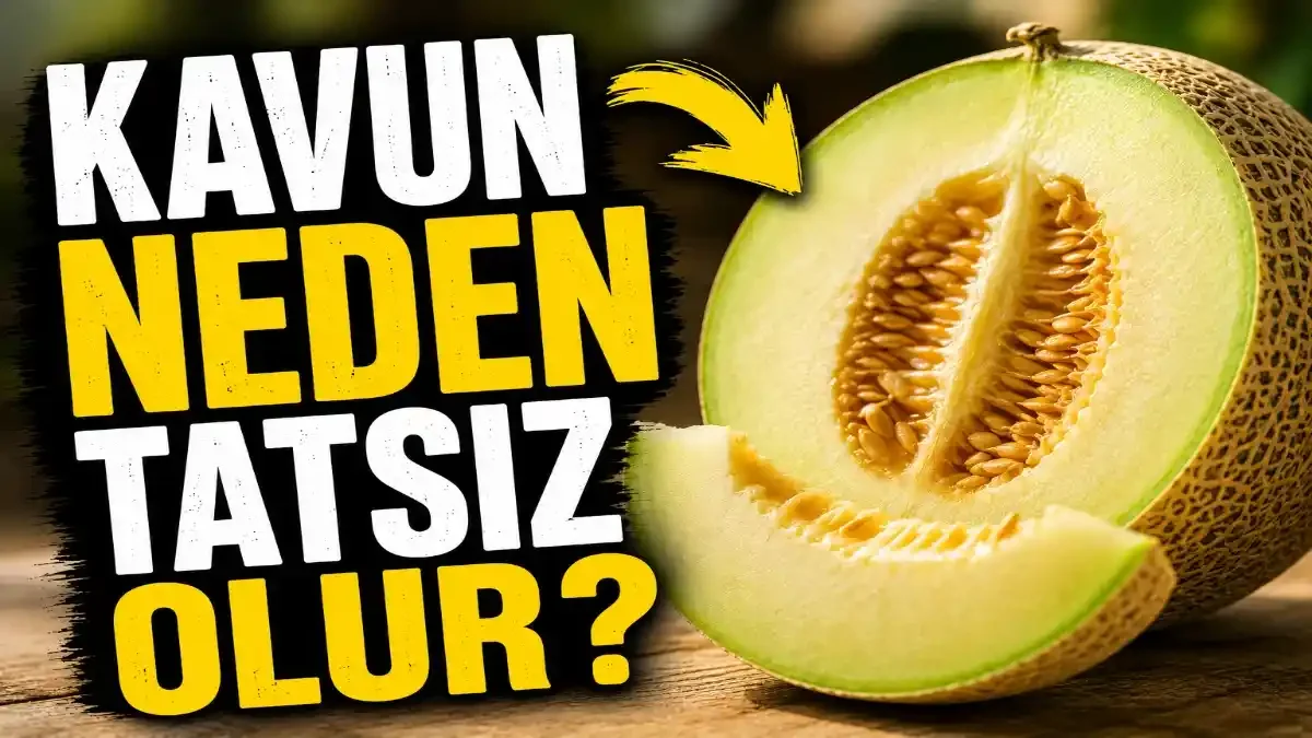 Kavun Neden Tatsız Olur? Tatlı Kavun Seçmenin ve Yetiştirmenin En Kritik Sırları