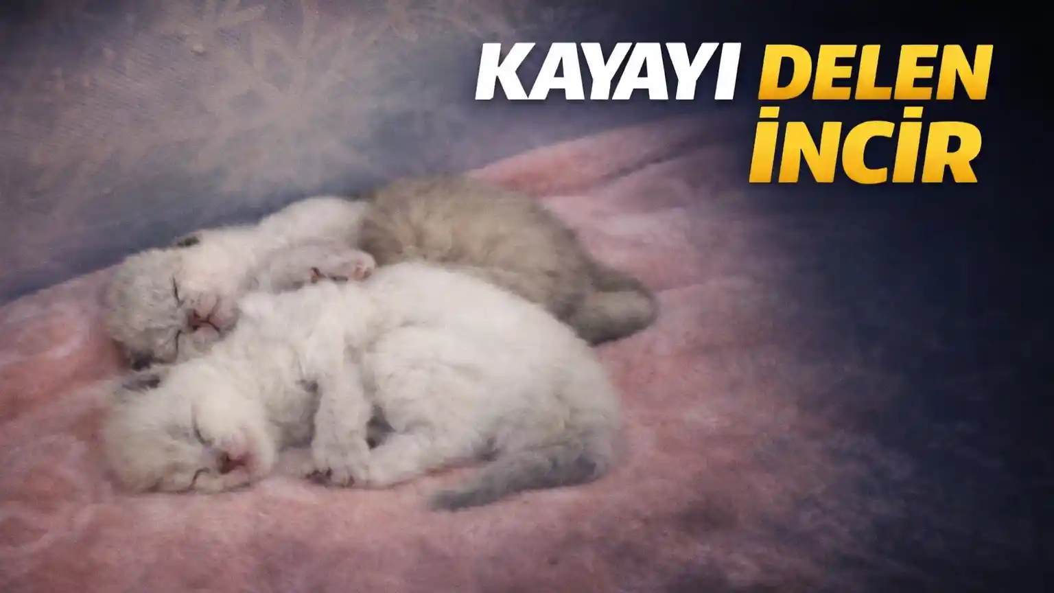 KAYAYI DELEN İNCİR