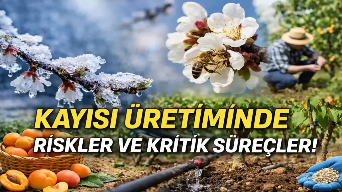 Kayısı Üretiminde Kritik Süreç: Don Riski, Çiçeklenme Ve Verimi Artıran Yöntemler