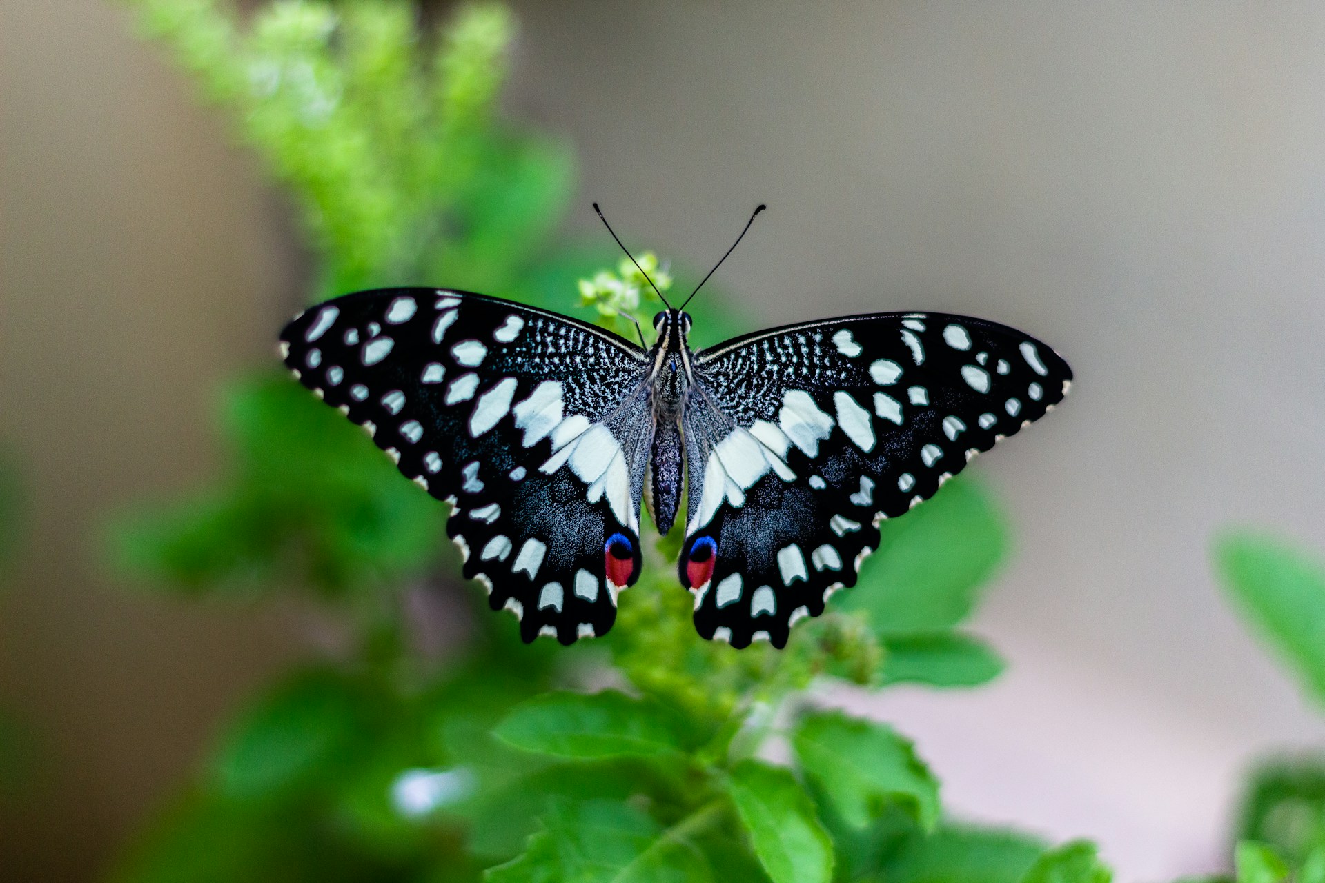 Kelebek – Lepidoptera spp.: Fiziksel Yapısı ve Davranışları